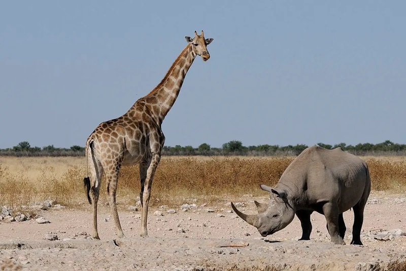 Ngorongoro Crater Day Trip