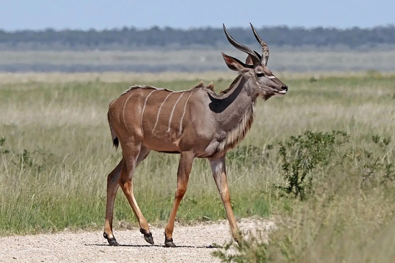 Tarangire National Park Day Trip