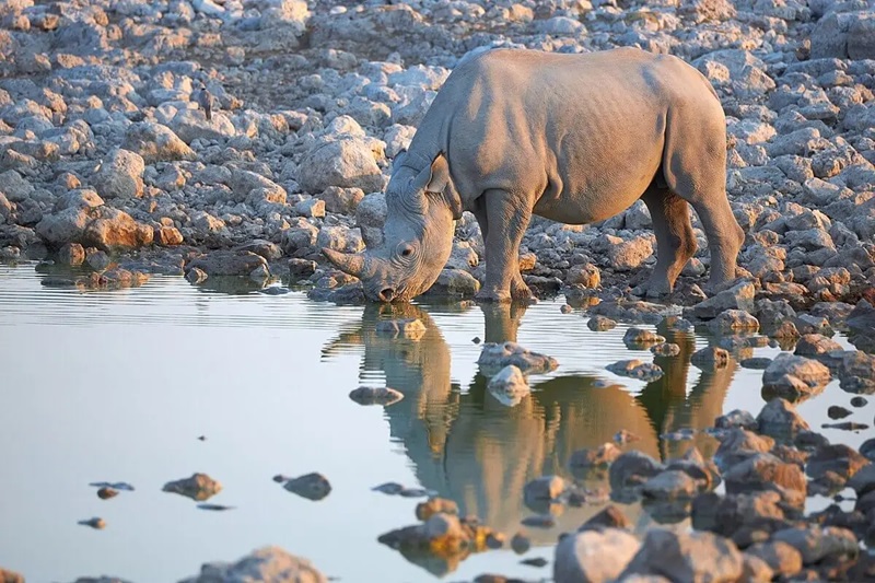 Lake Manyara National Park Day Trip