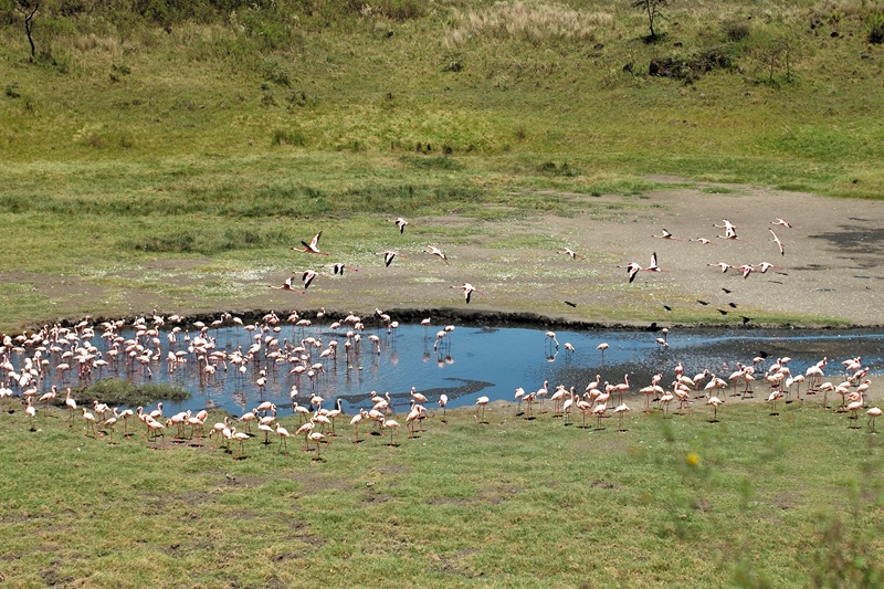 Arusha National Park Day Trip