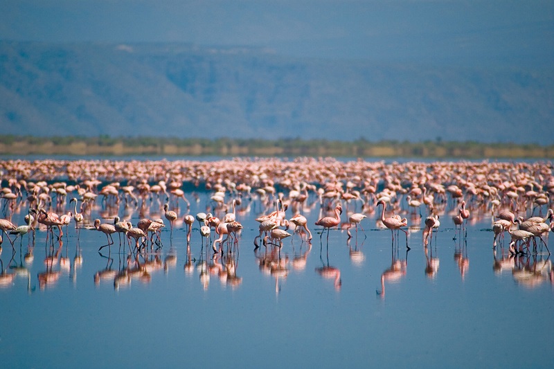 Lake Natron Day Trip
