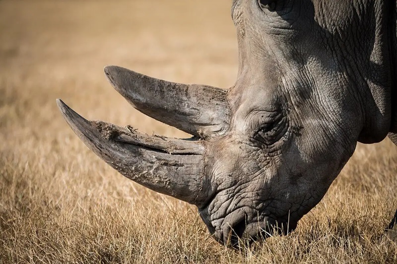 2-Day Northern Safari: Tarangire & Ngorongoro Crater Adventure