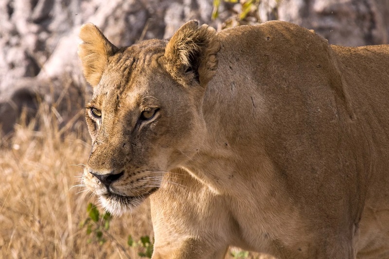 3-Day Tanzania Safari: Tarangire, Ngorongoro Crater & Lake Manyara