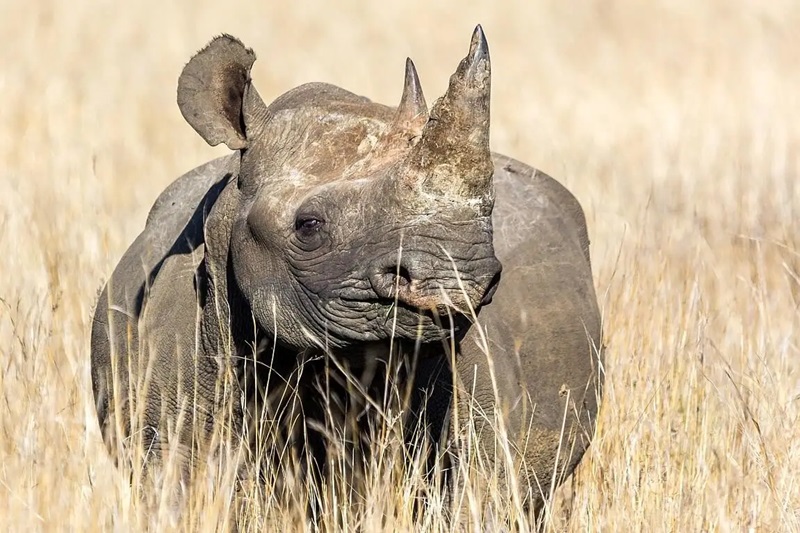 3-Day Classic Safari: Serengeti & Ngorongoro Crater