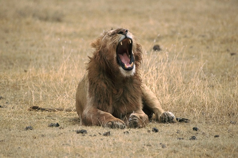 4-Day Serengeti & Ngorongoro Crater Safari