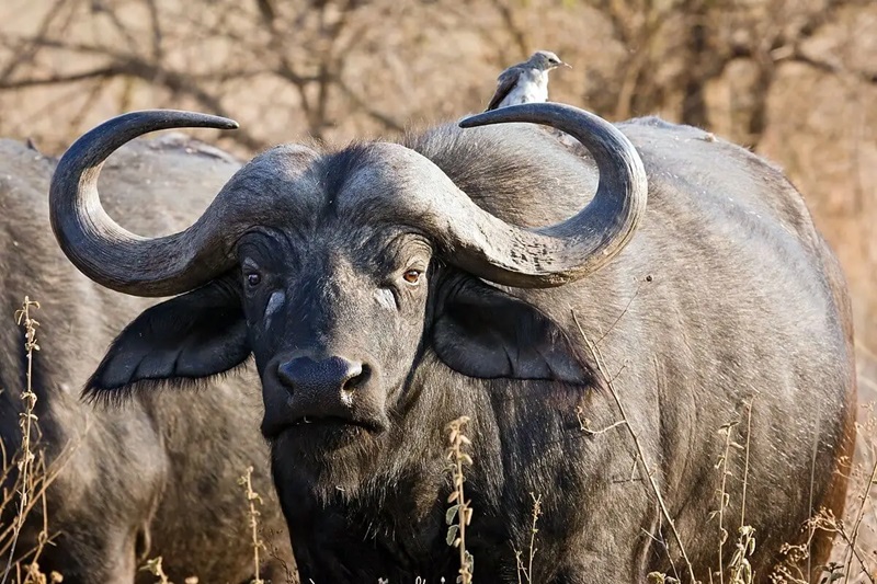 4-Day Tarangire, Lake Manyara & Ngorongoro Crater Safari