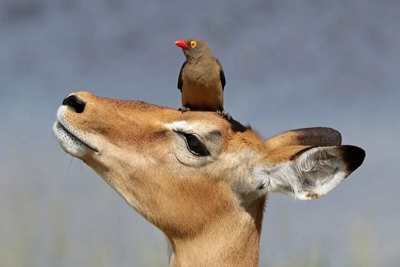 4-Day Classic Northern Safari – Honeymoon Edition
