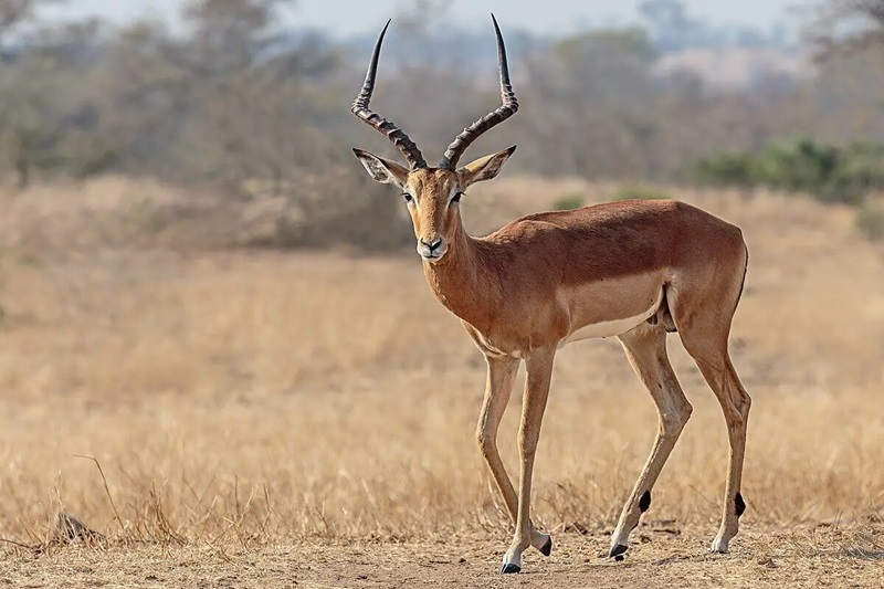 4-Day Affordable Northern Safari