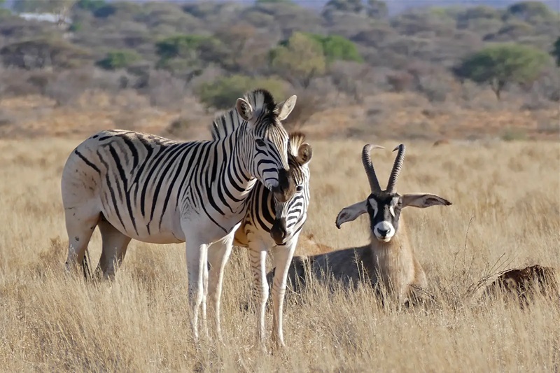 5-Day Northern Tanzania Safari: Tarangire, Lake Manyara, Serengeti & Ngorongoro Crater