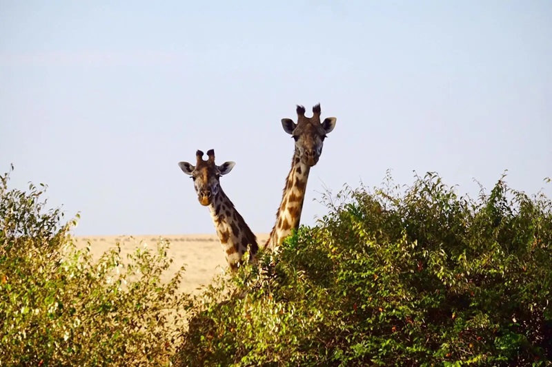 6-Day Signature Luxury Safari – Tarangire, Ngorongoro & Serengeti