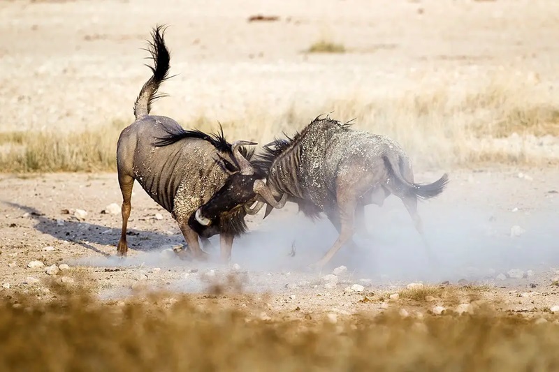 6-Day Best of Northern Tanzania Safari – Budget-Friendly Adventure