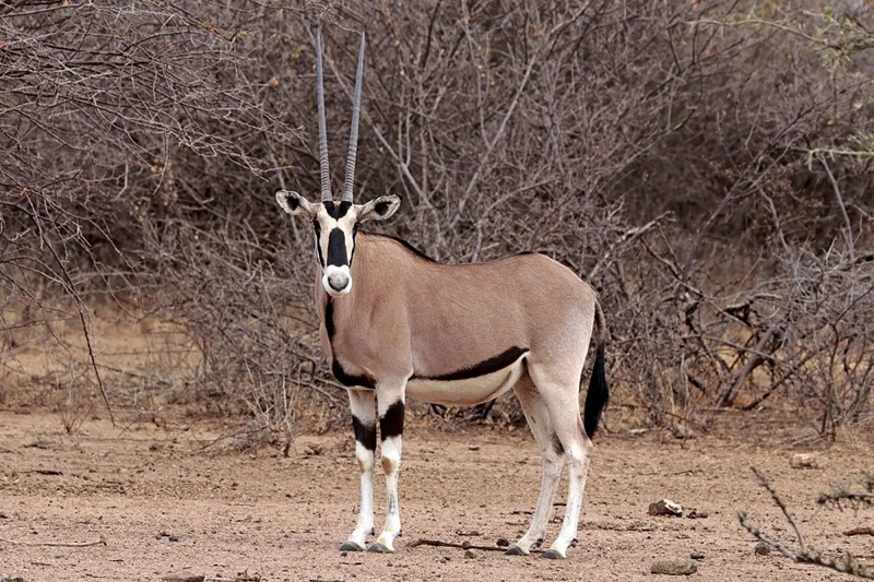 6-Day Wildlife Immersion Safari – Affordable & Relaxed Itinerary